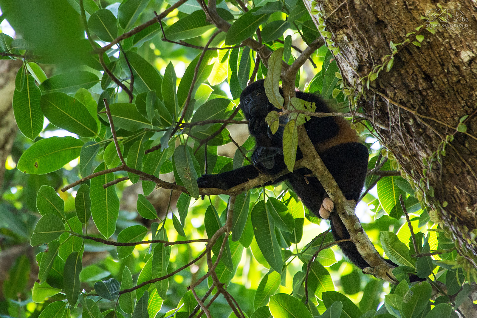 Corcovado - Mantelbrulaap De mantelbrulaap (mantled howler monkey, alouatta palliata) is een aap uit de familie der brulapen, ook bekend als breedneusapen. Het is  een van de grootste apen in Midden-Amerika en mannetjes kunnen tot 9.8kg wegen. Ze voelen zich het meest thuis in bosrijke gebieden zoals mangroven en regenwouden. Deze apen besteden het grootste deel van hun tijd aan rusten en slapen. Mannetjes hebben een groter tongbeen naast de stembanden en daardoor wordt hun geroep versterkt, zodat ze andere mannetjes kunnen vinden zonder veel energie te verbruiken. Stefan Cruysberghs
